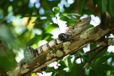 Pura Vida Trails Costa Rica Mountainbikereisen MTB