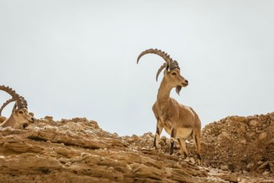 Holy Trails: Bikereise auf Singletrails durch Israel